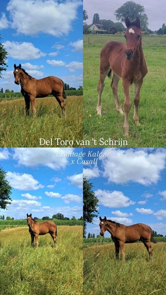 Veulens te koop Ermitage Kalone - Bisquet Balou - Wandor, Dieren en Toebehoren, Hengst, Springpaard, Met stamboom, 0 tot 2 jaar