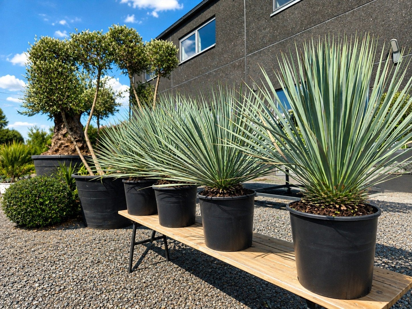 Yucca Rostrata - palmlelie, Ophalen