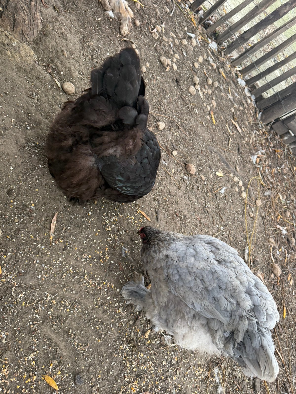 Brahma hennen, Dieren en Toebehoren