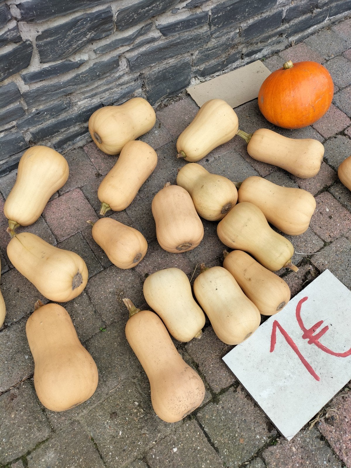 pompoenen, Ophalen