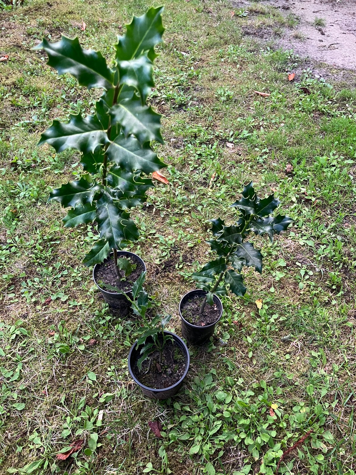 Hulst 20-30-50 cm in pot, Enlèvement, Houx, Arbuste, Moins de 100 cm