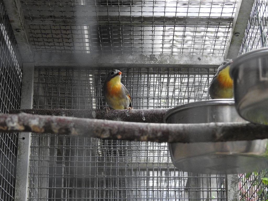 koppel nachtegalen, Dieren en Toebehoren
