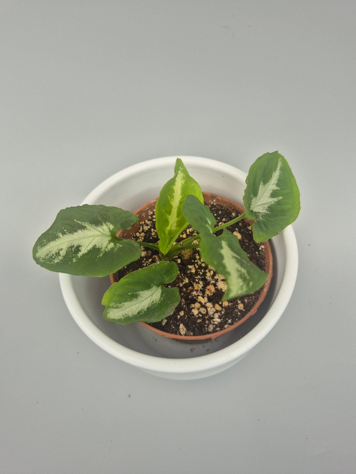 syngonium Wendlandii, Ophalen of Verzenden