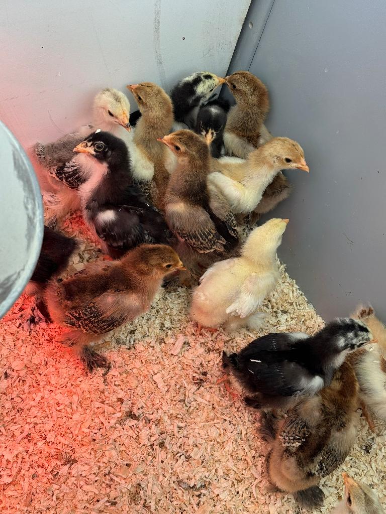 Brahma kuikens, Dieren en Toebehoren, Pluimvee, Geslacht onbekend, Kip