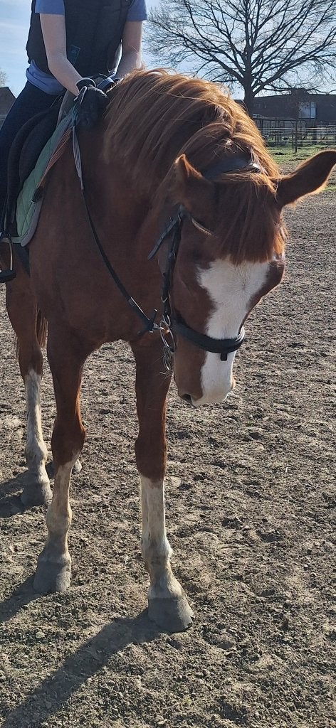 Halve stal-paard ter beschikking, Dieren en Toebehoren, Paarden, Met stamboom, Ruin, Niet van toepassing, 7 tot 10 jaar
