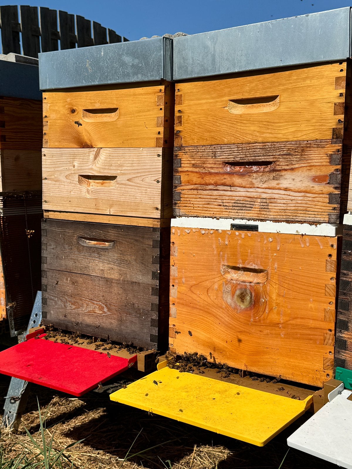 Ruches et ruchettes de production à vendre, Enlèvement, Utilisé