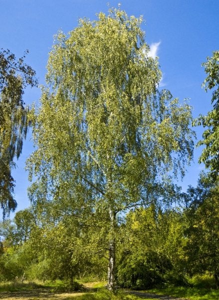 GEZOCHT: jonge bomen, Tuin en Terras, Planten | Bomen, 250 tot 400 cm, Volle zon, Lente, Ophalen