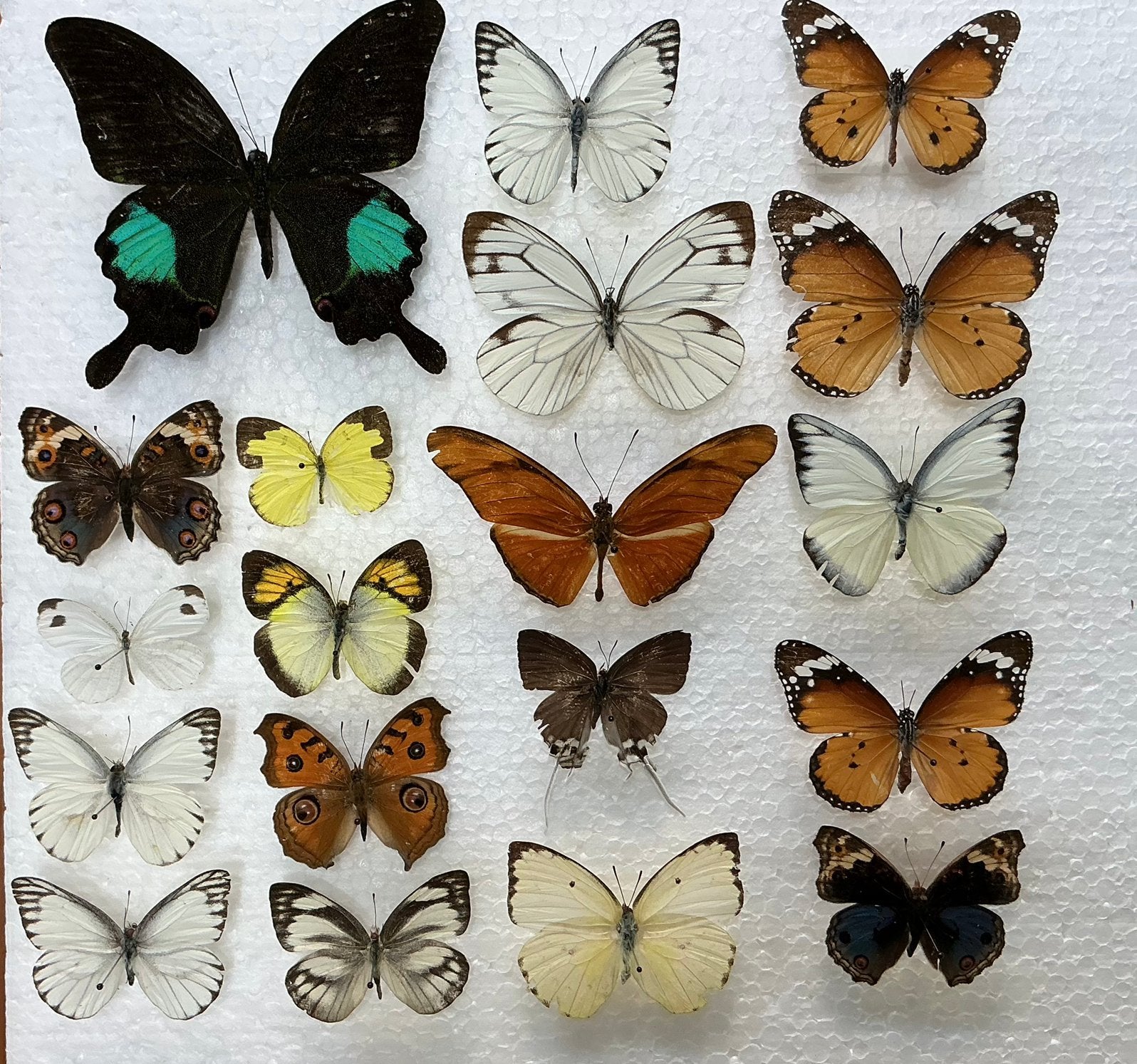Zeer goedkoop Lot vlinders A-/B, Ophalen