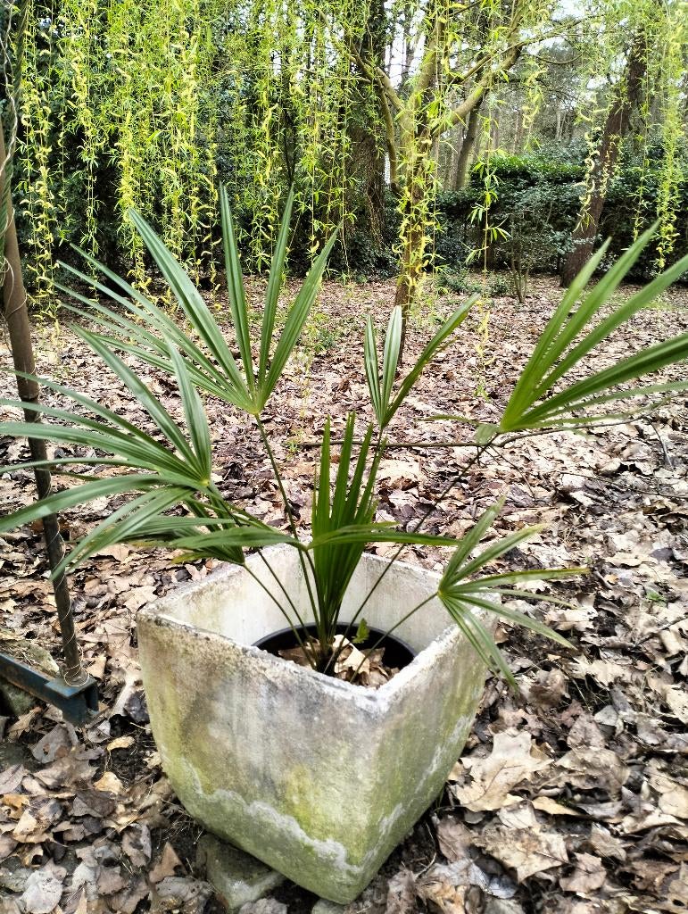 TRACHYCARPUS WAGNERIANUS X FORTUNEI, Autres espèces, Ne fleurit pas, Enlèvement, Plante fixe