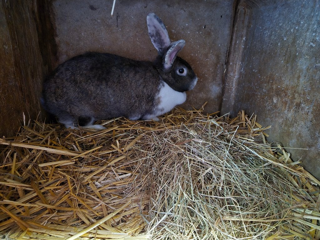 Lapins, Plusieurs animaux, Grand