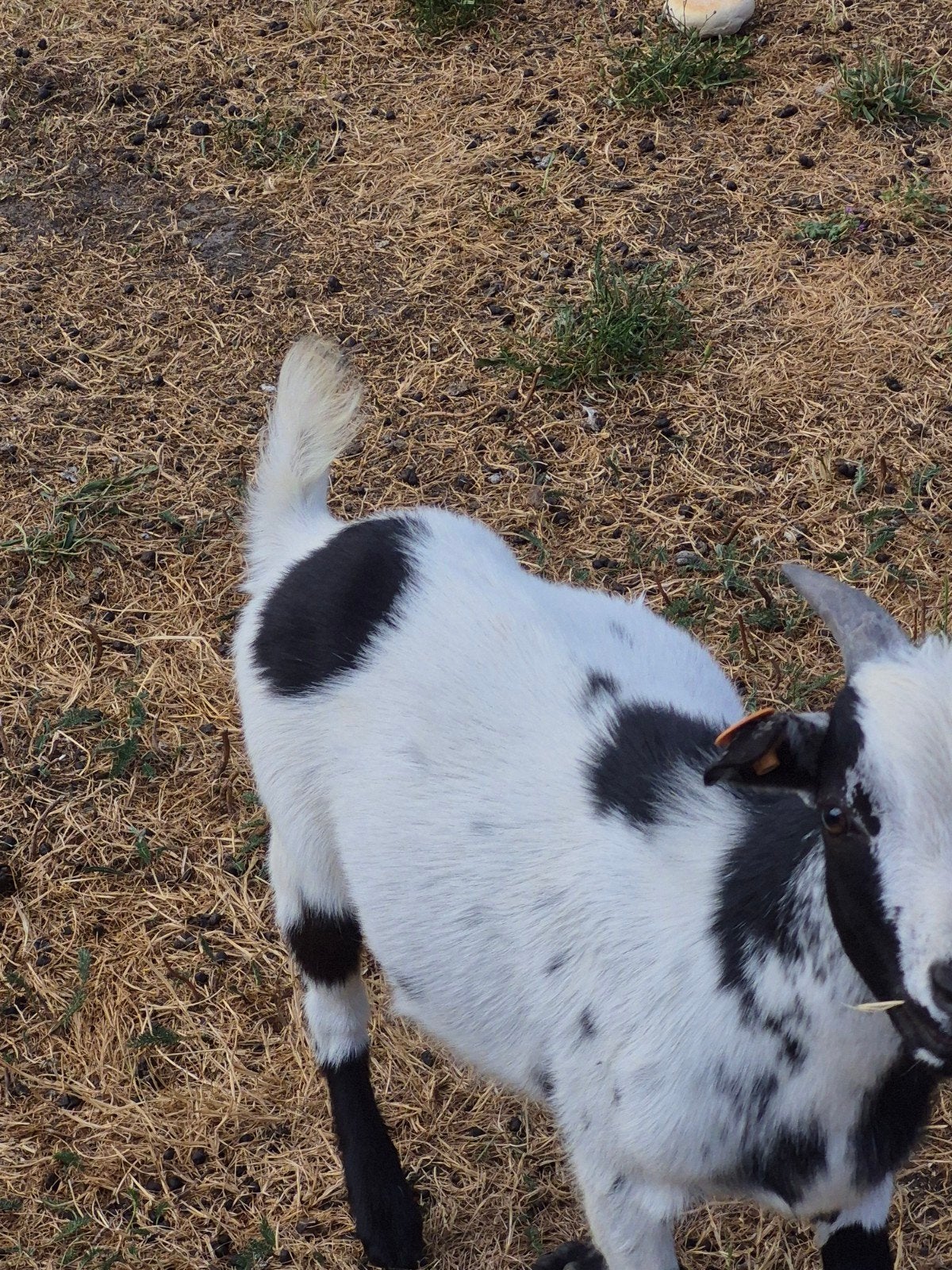 mooie bok, Dieren en Toebehoren
