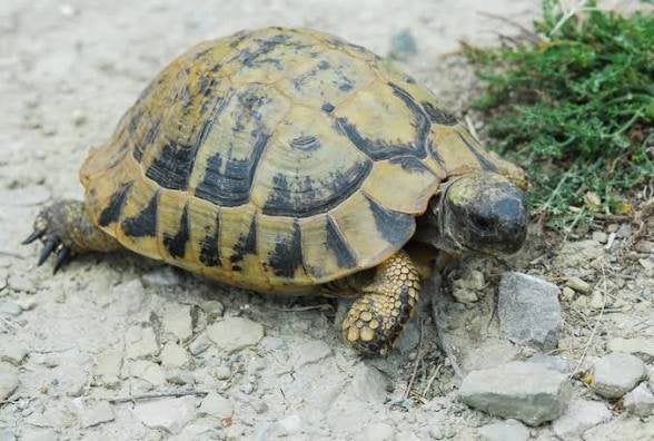 Volwassen vrouwelijke griekse landschildpad gezocht, Schildpad