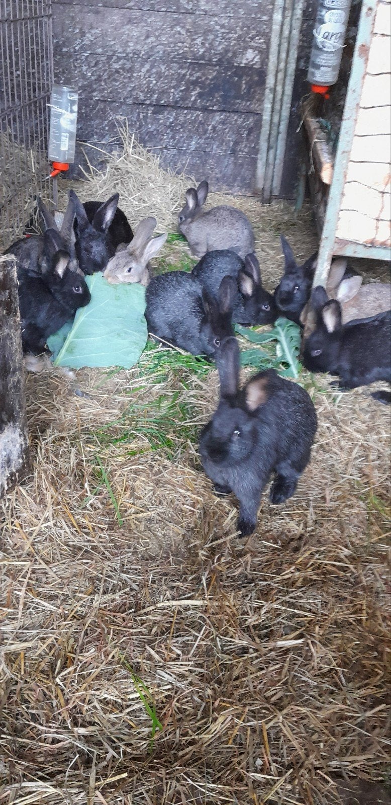 konijnen, Dieren en Toebehoren, Konijnen