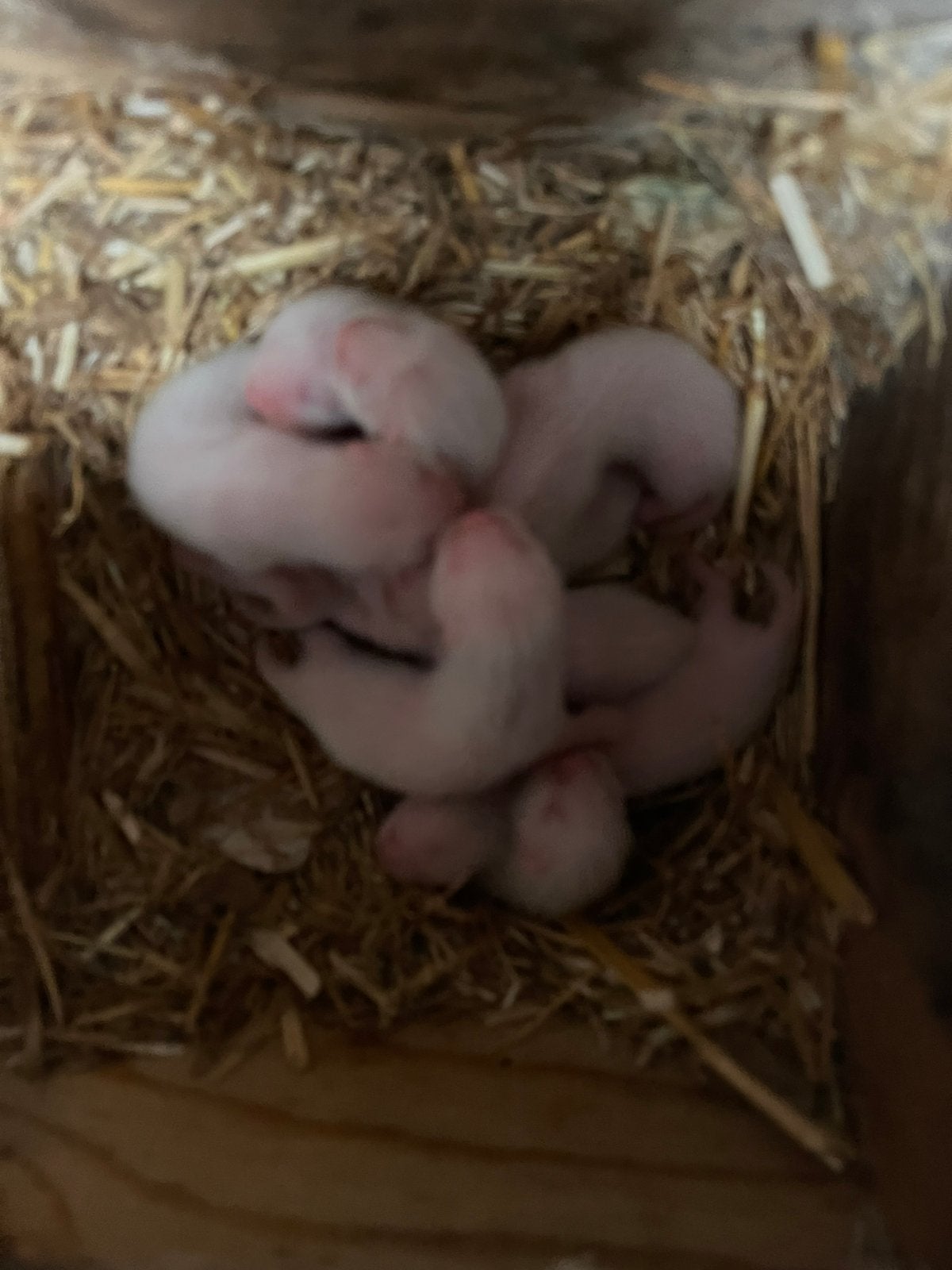 Furets jeunes, Animaux & Accessoires, Rongeurs, Furet, Domestique, Plusieurs animaux, Mai