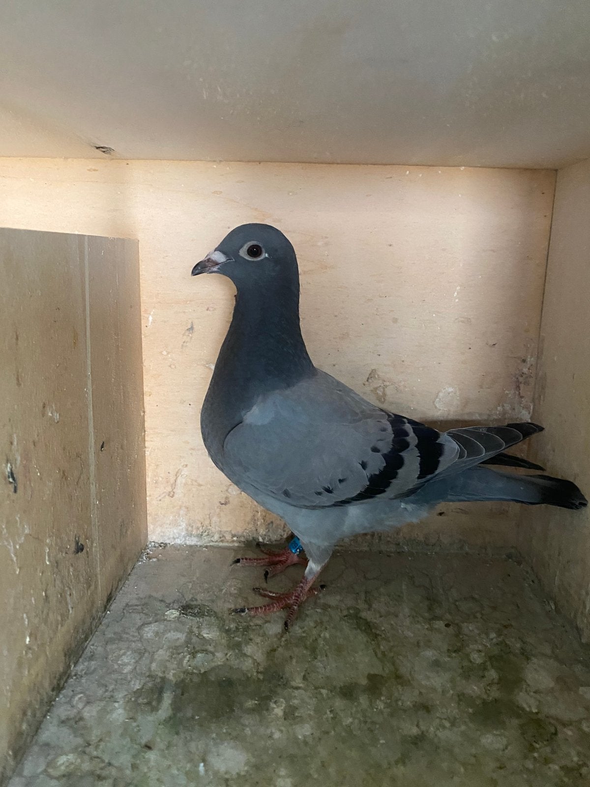 2 knappe jonge te koop!, Dieren en Toebehoren