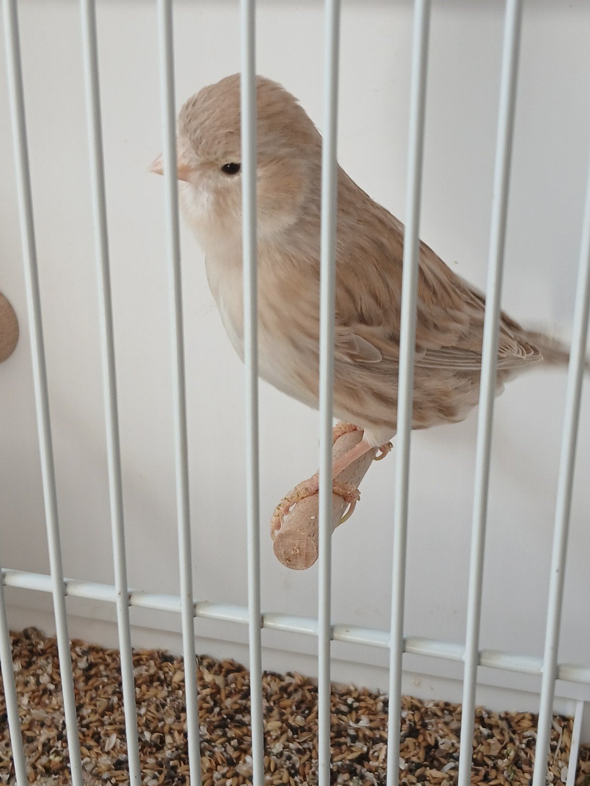 Isabel wit pop, Dieren en Toebehoren, Vogels | Kanaries