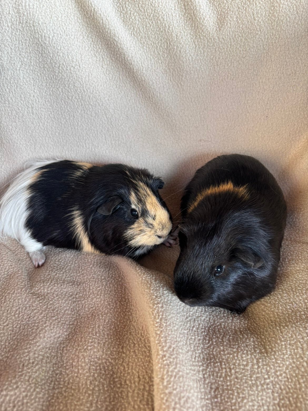 2 beertjes, Dieren en Toebehoren, Knaagdieren, Maart, Mannelijk, Cavia