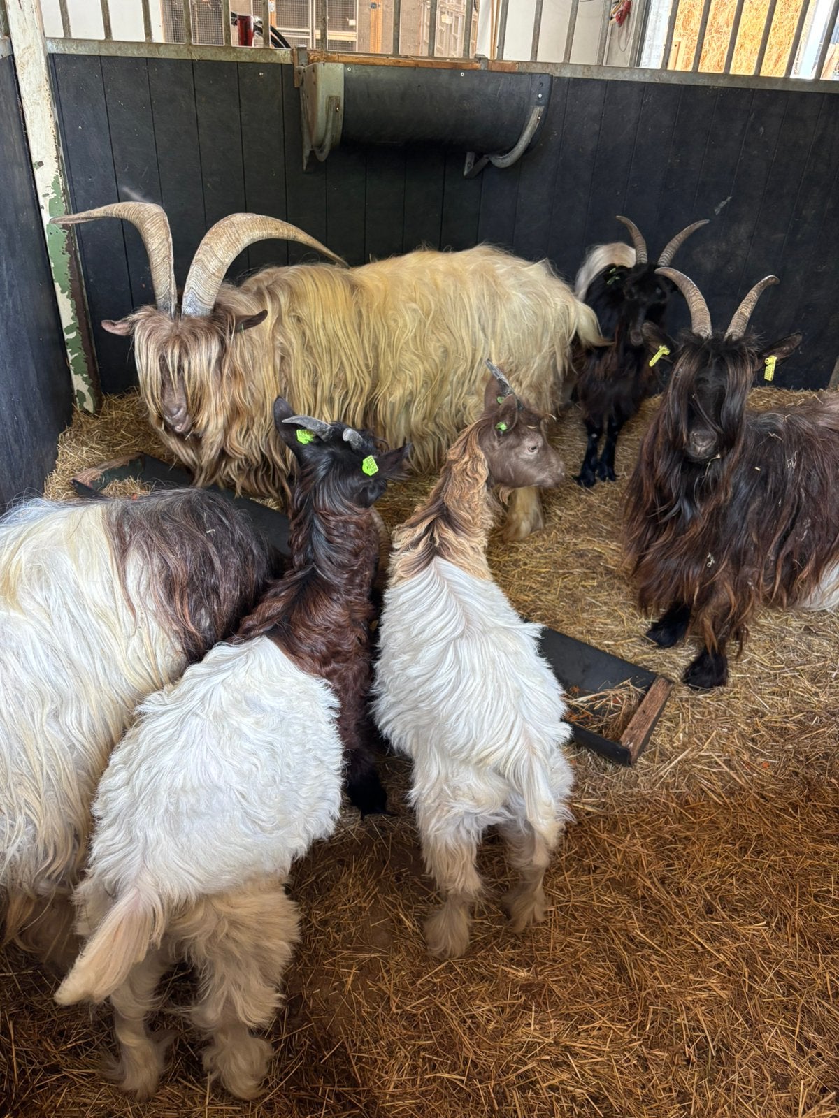 Wallische Geiten, Dieren en Toebehoren, Geit