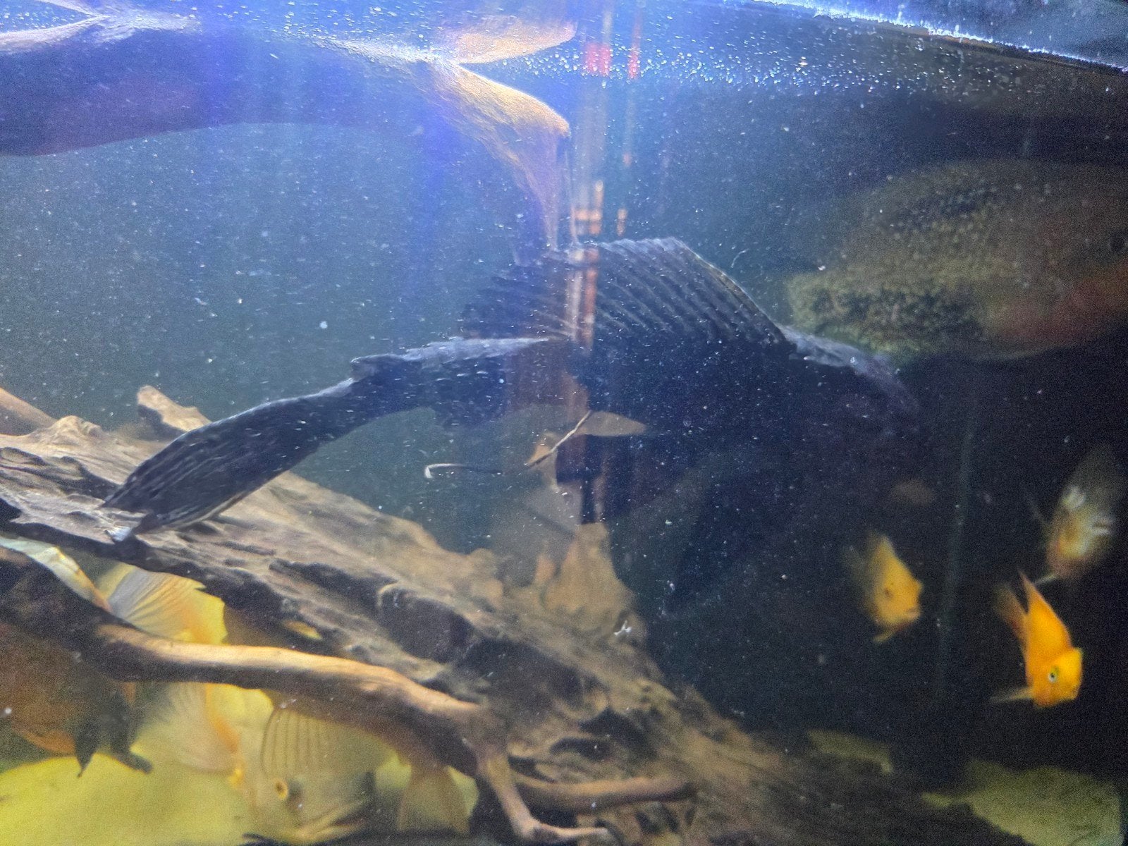 vis bestand + aquarium, Poisson