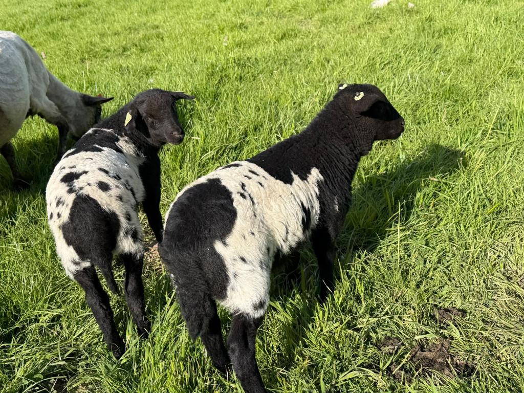 Reserveer lammetje met mooie tekening, 150 eruro/lam, Dieren en Toebehoren, Schapen, Geiten en Varkens, Meerdere dieren, Schaap