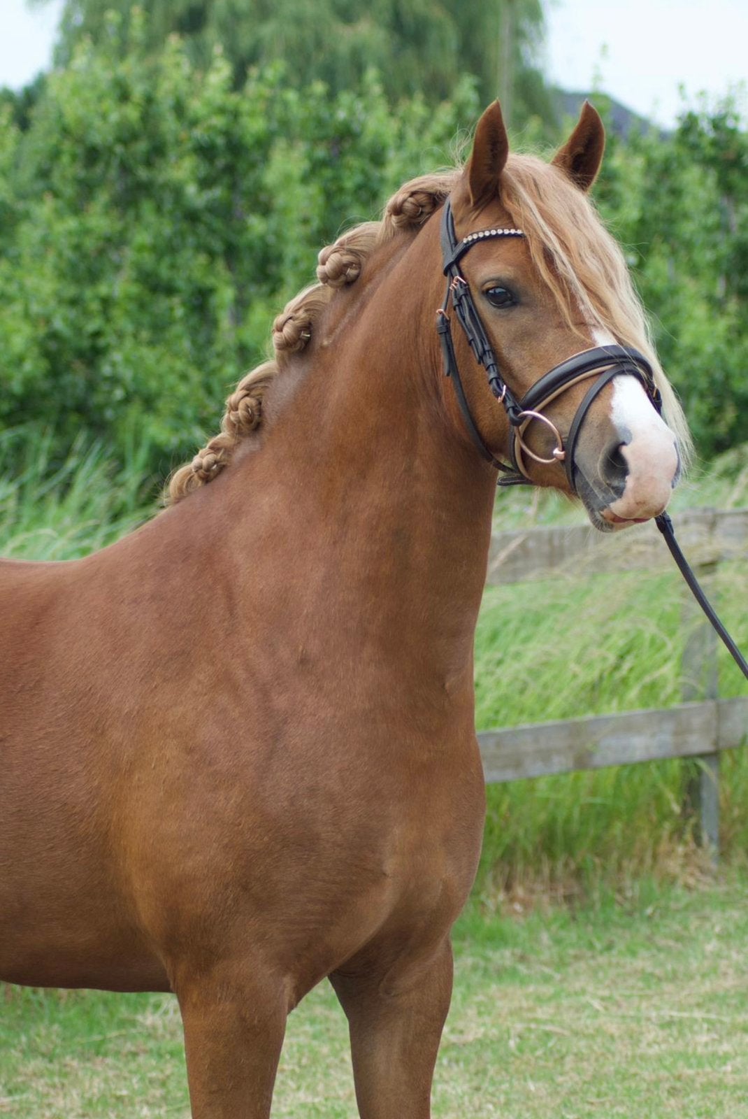 Zeer talentvolle D pony 3 jr v.ludmars jagger, Jument, Débourré