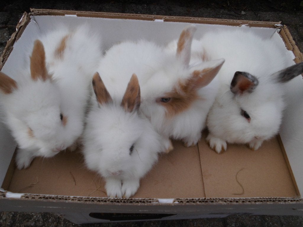 dwergkonijntjes, Dieren en Toebehoren, Mannelijk, Dwerg, 0 tot 2 jaar