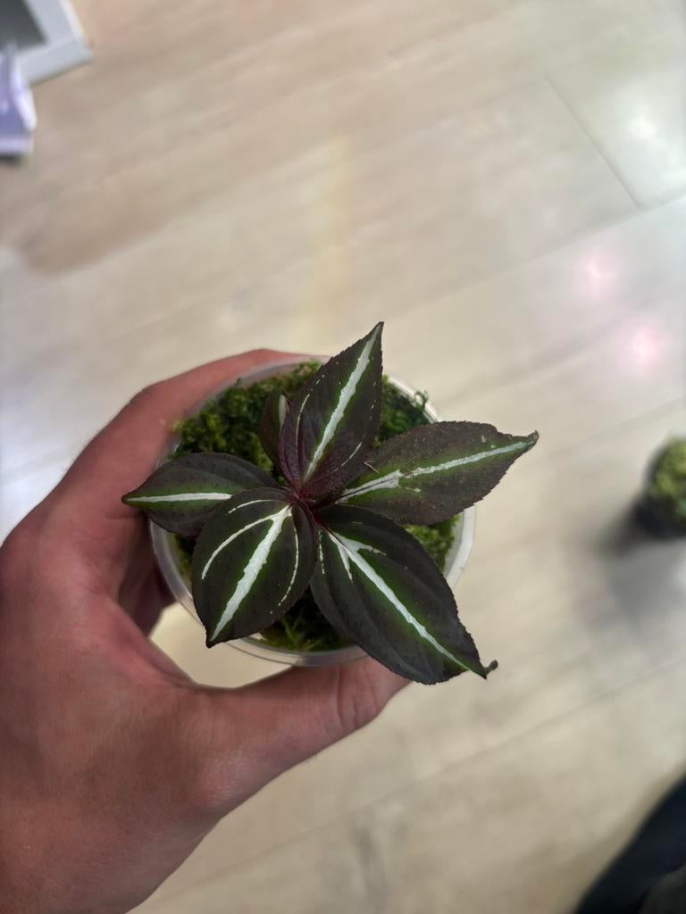 Terrarium plant (sonerila sp three stripes), Dieren en Toebehoren, Ophalen of Verzenden, Nieuw, Tak, Plant, Rots of Steen