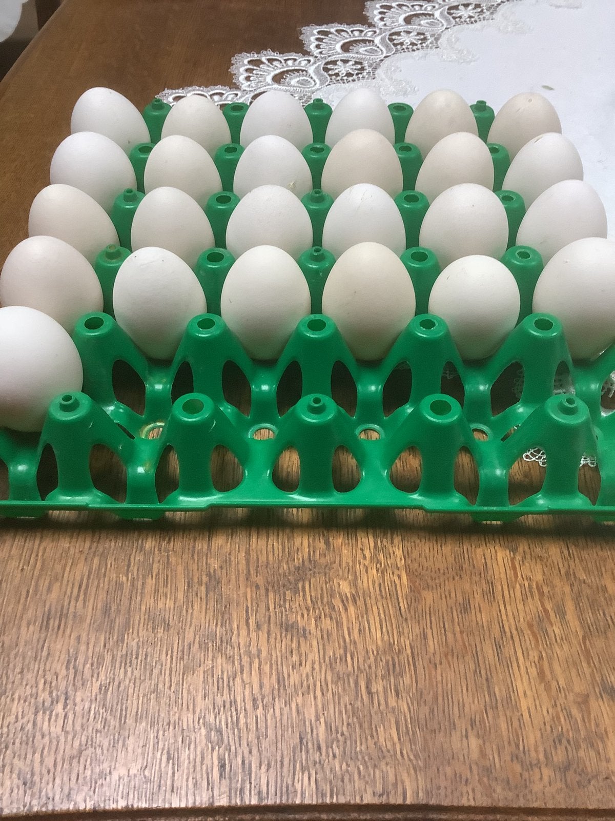 Broedeieren leghorn porselein, Dieren en Toebehoren, Ophalen, Nieuw