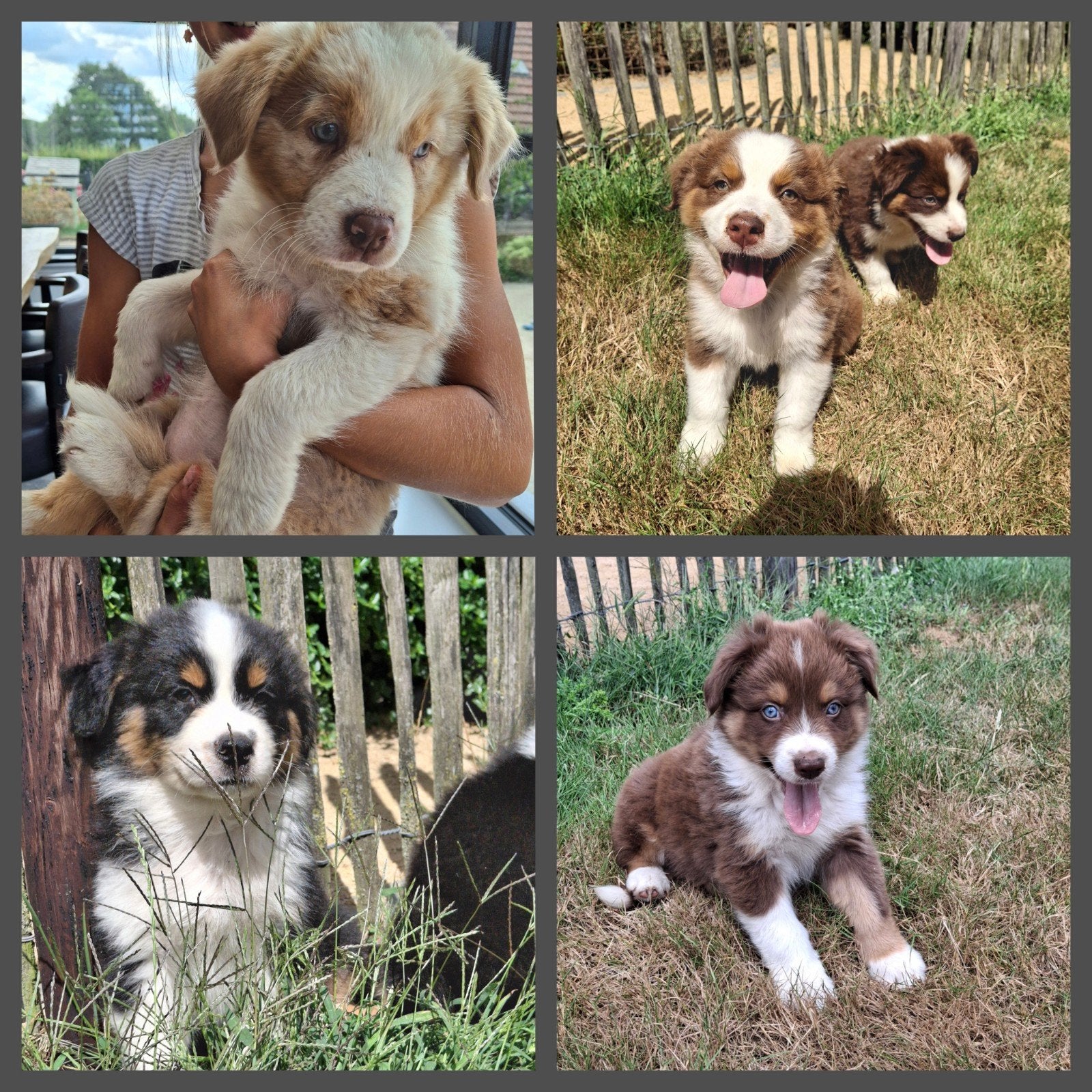 Raszuivere Australische herder pups, Animaux & Accessoires, Chiens | Bergers & Bouviers, Particulier, 8 à 15 semaines, Plusieurs