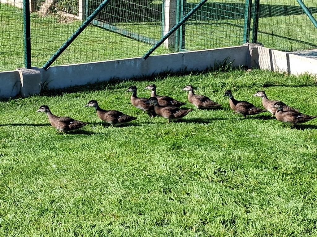Carolina eenden, Dieren en Toebehoren, Meerdere dieren, Eend