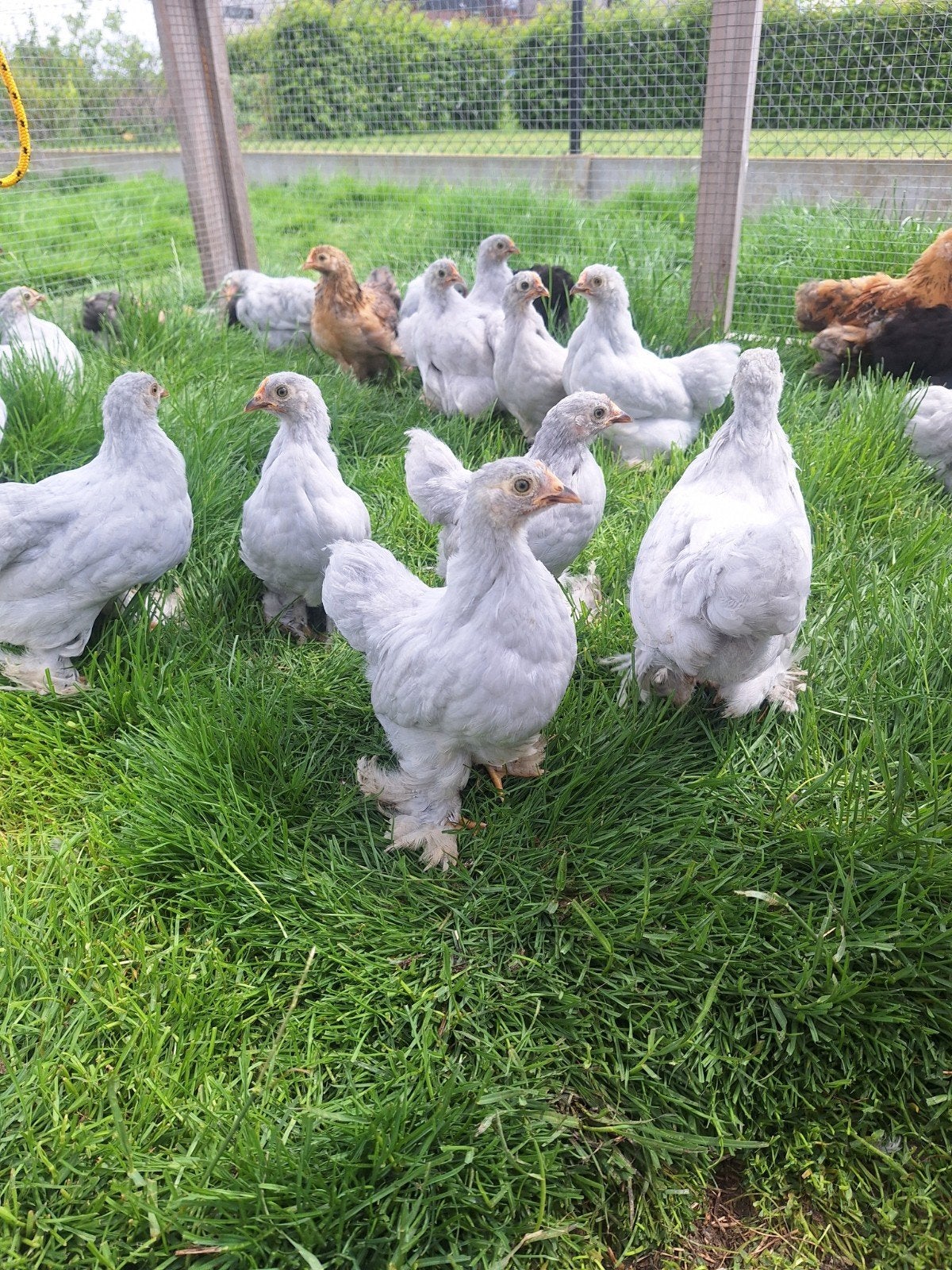 Cochin kriel hennetjes, Dieren en Toebehoren, Pluimvee