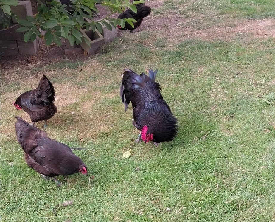 Gratis Australorp haan, 10 mnd., Animaux & Accessoires, Mâle, Poule ou poulet