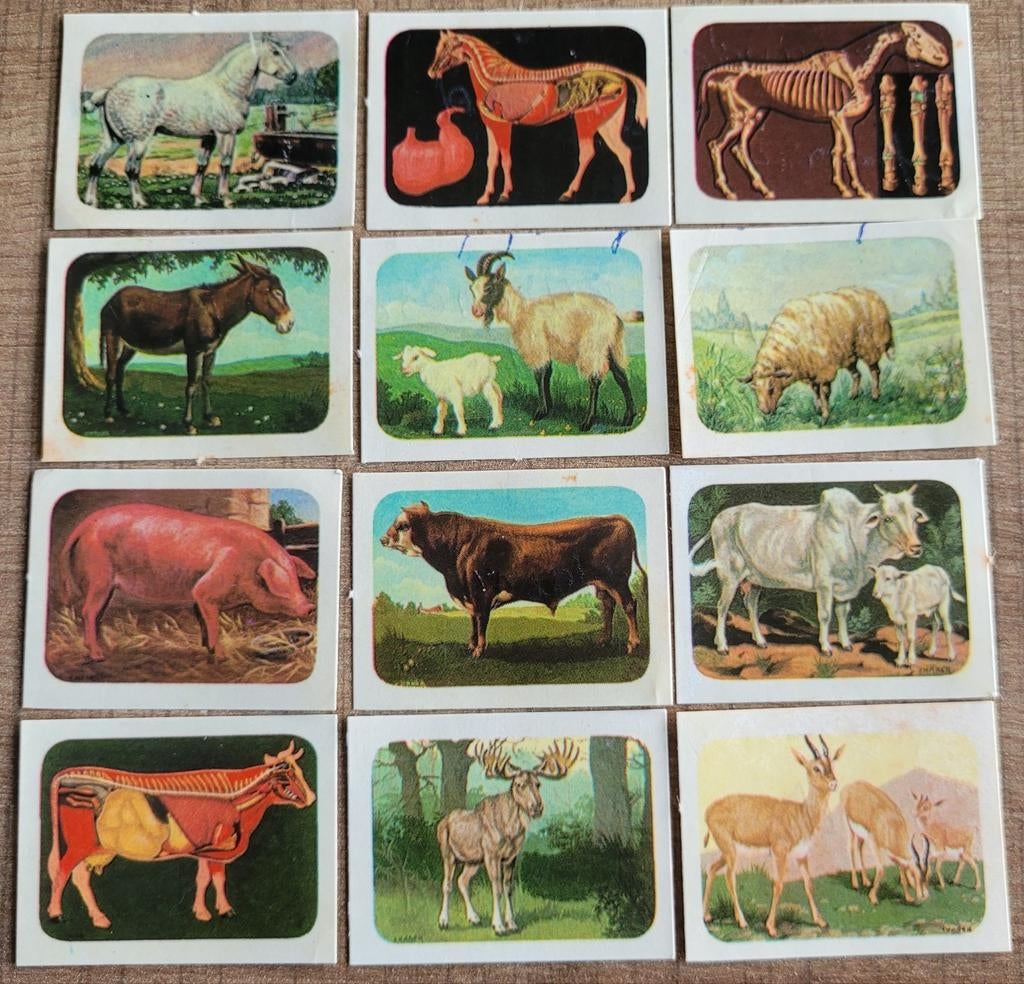 12 kleine prentjes: paarden, ezel, geiten, schaap, varken,., Verzamelen, Ophalen of Verzenden, Gebruikt, Dier, Prent