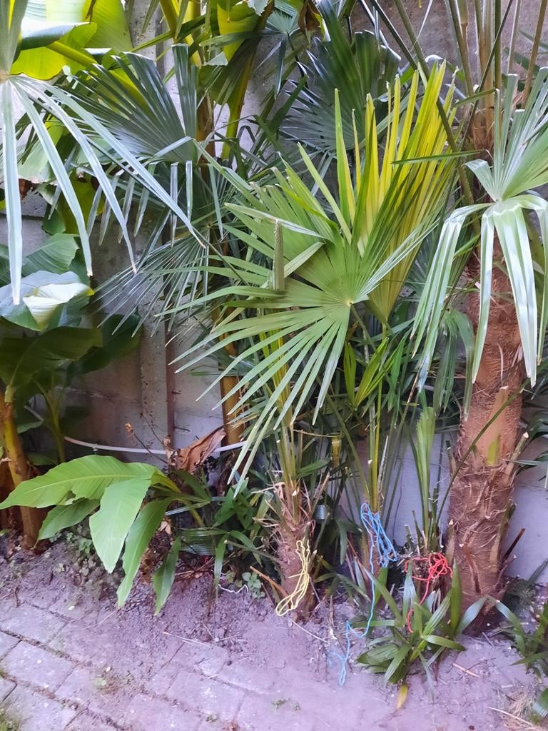 Trachycarpus Fortunei palmboom, Ophalen, Palmboom