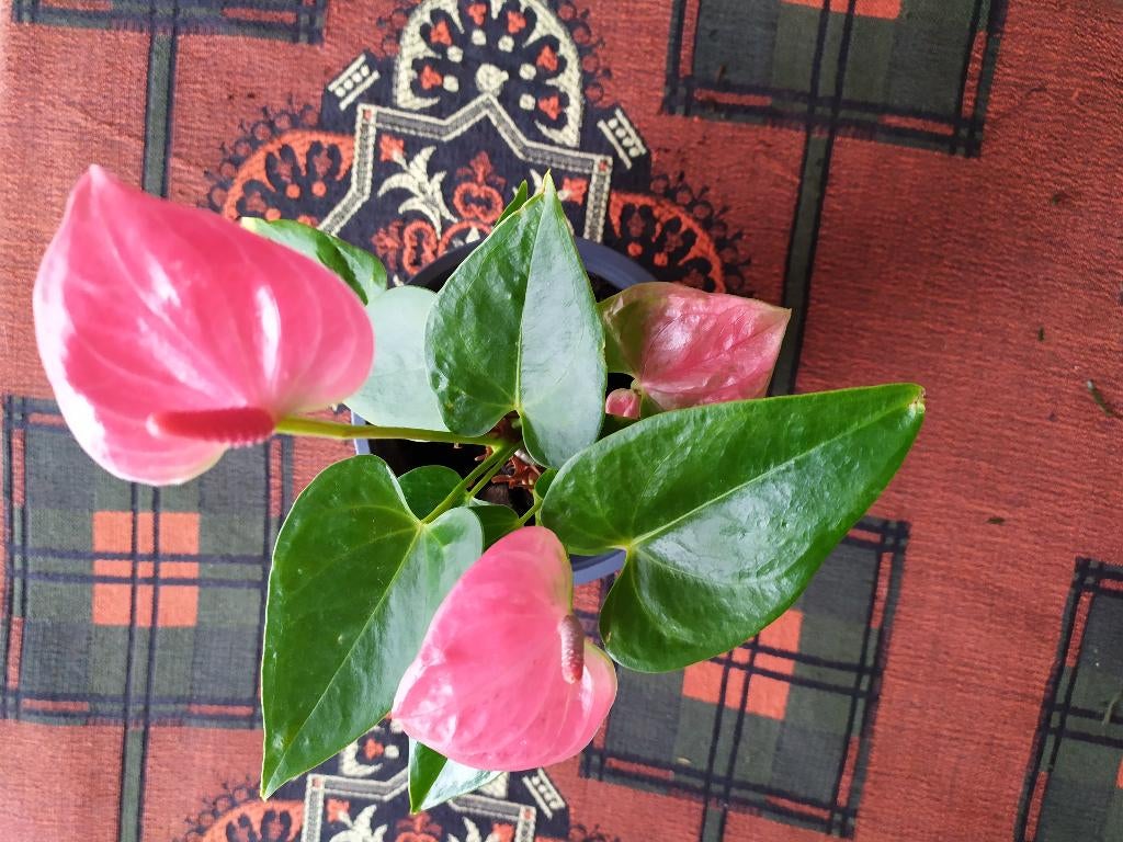 Anthurium, Huis en Inrichting, Kamerplanten, Ophalen, Overige soorten, Halfschaduw, In pot