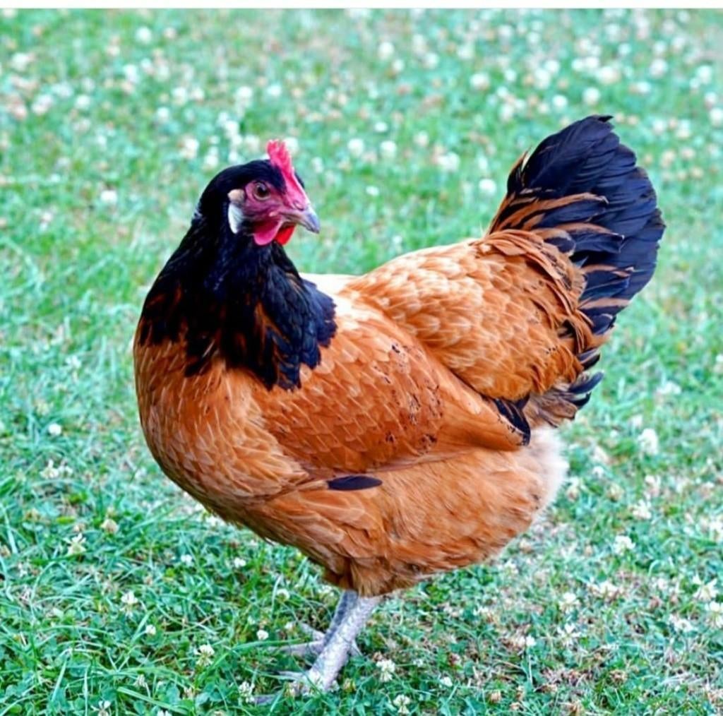 Sierkippen jonge hennen verschillende soorten beschikbaar, Dieren en Toebehoren, Pluimvee, Vrouwelijk, Kip