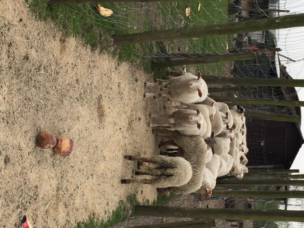 schapen en geiten  in temse, Meerdere dieren, Schaap, 0 tot 2 jaar