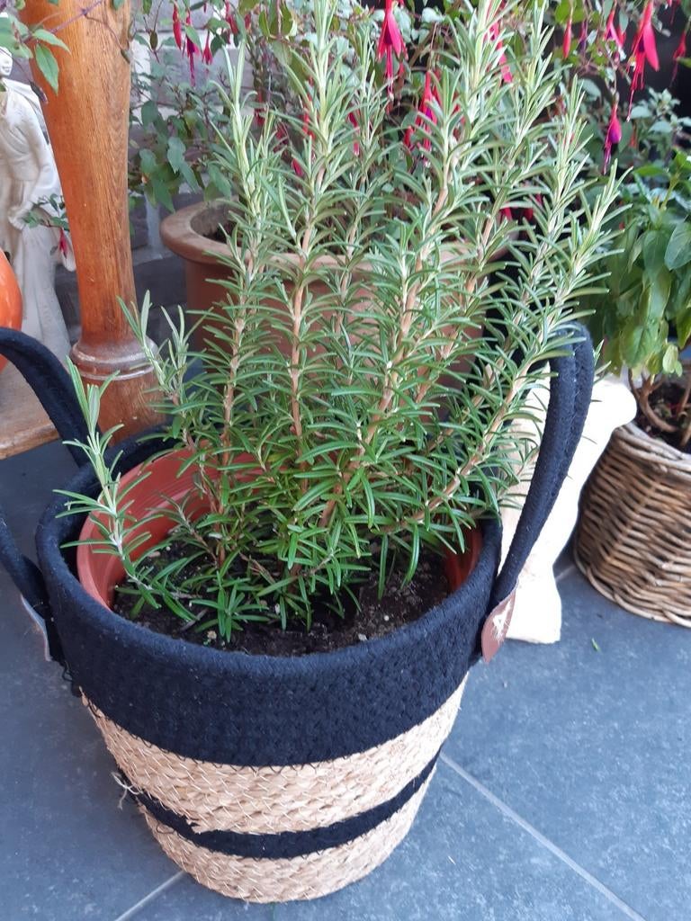 Rozemarijn plant, Tuin en Terras, Ophalen