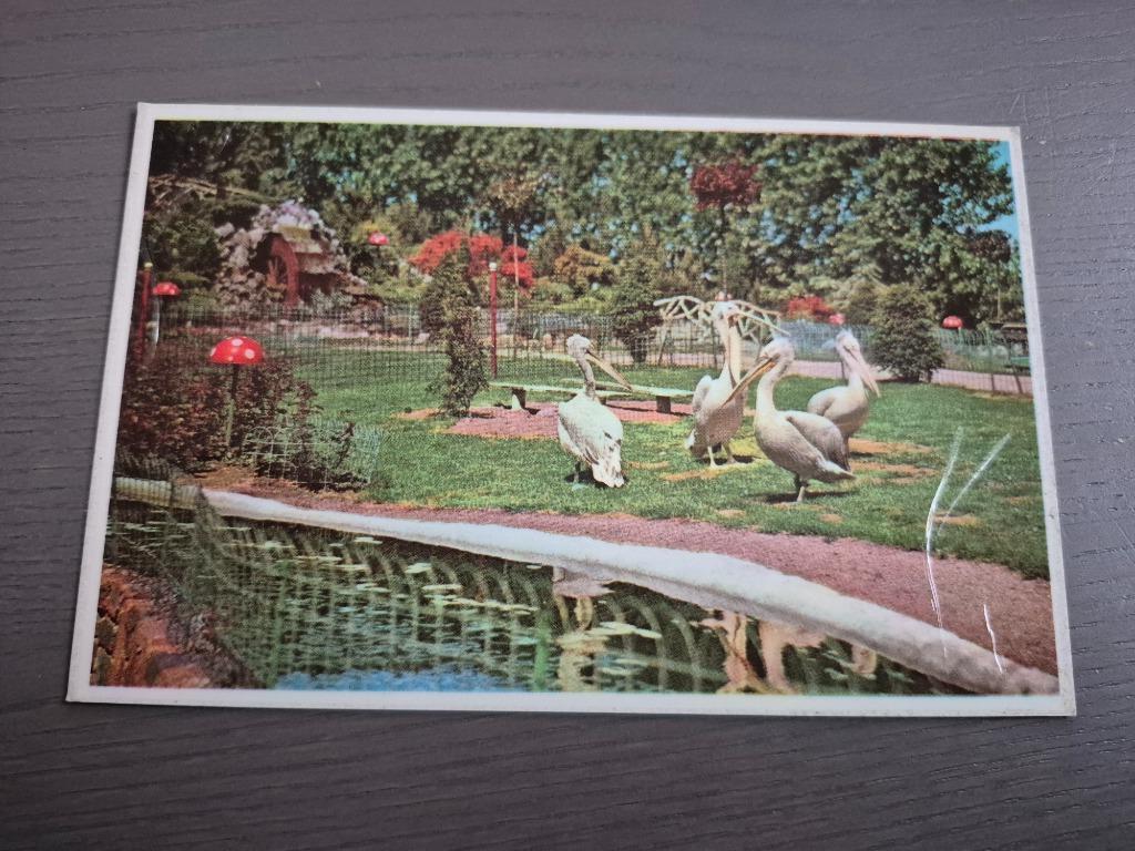 Meli Park postkaart "pelikanen", Ophalen of Verzenden, Zo goed als nieuw