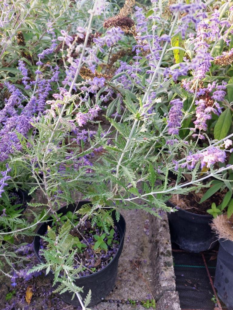 Perovskia blue spire ou sauge russe, Jardin & Terrasse, Plantes | Arbustes & Haies, Enlèvement, Autres espèces, Arbuste, Moins de 100 cm
