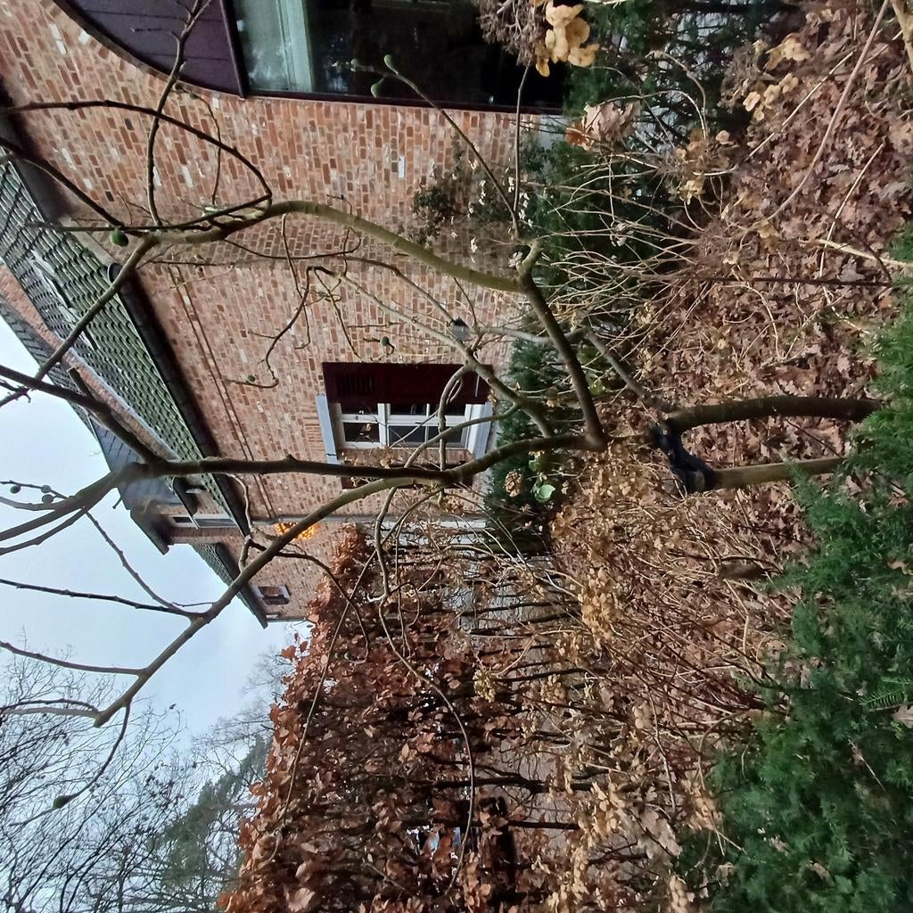 vijgenboom brown turkey te koop,3m- 3,5m hoog 10 jaar oud., Tuin en Terras, Ophalen, Vijgenboom, Lente
