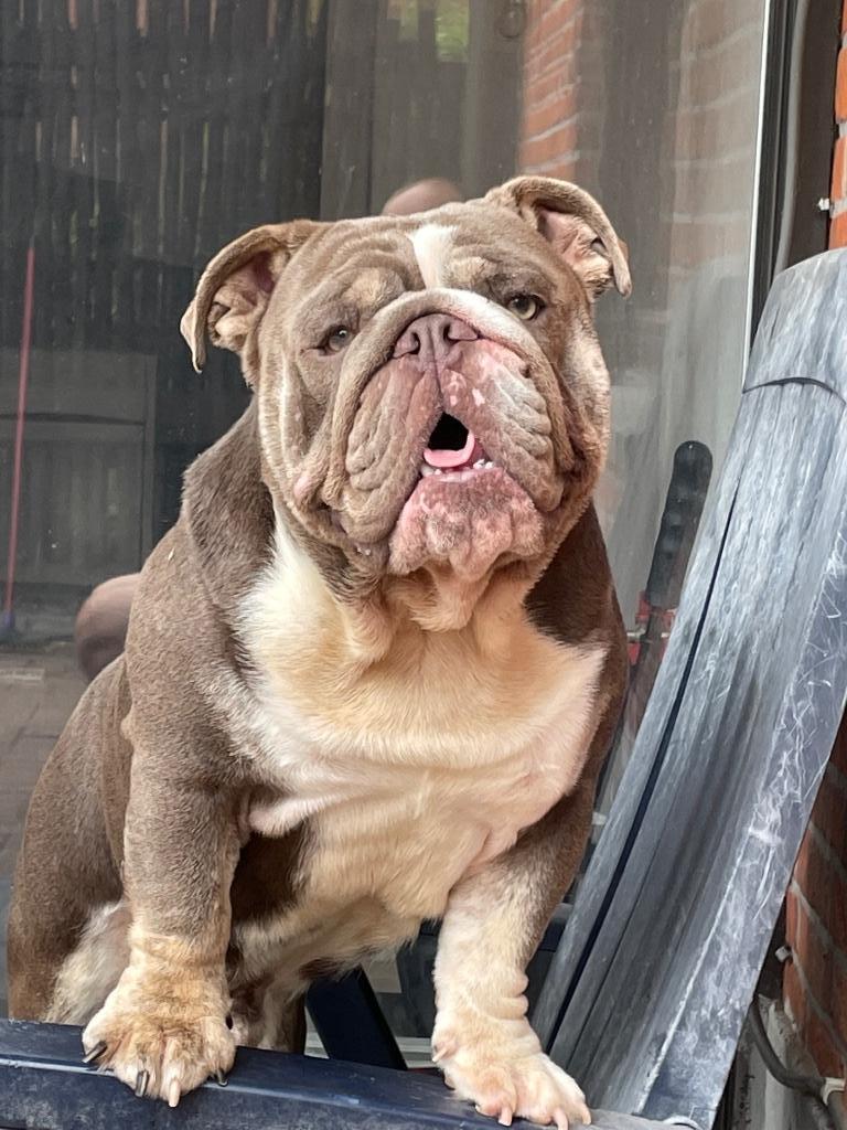 engelse bulldog dekreu, Dieren en Toebehoren, Honden | Bulldogs, Pinschers en Molossers, Reu, Bulldog, Fokker | Professioneel