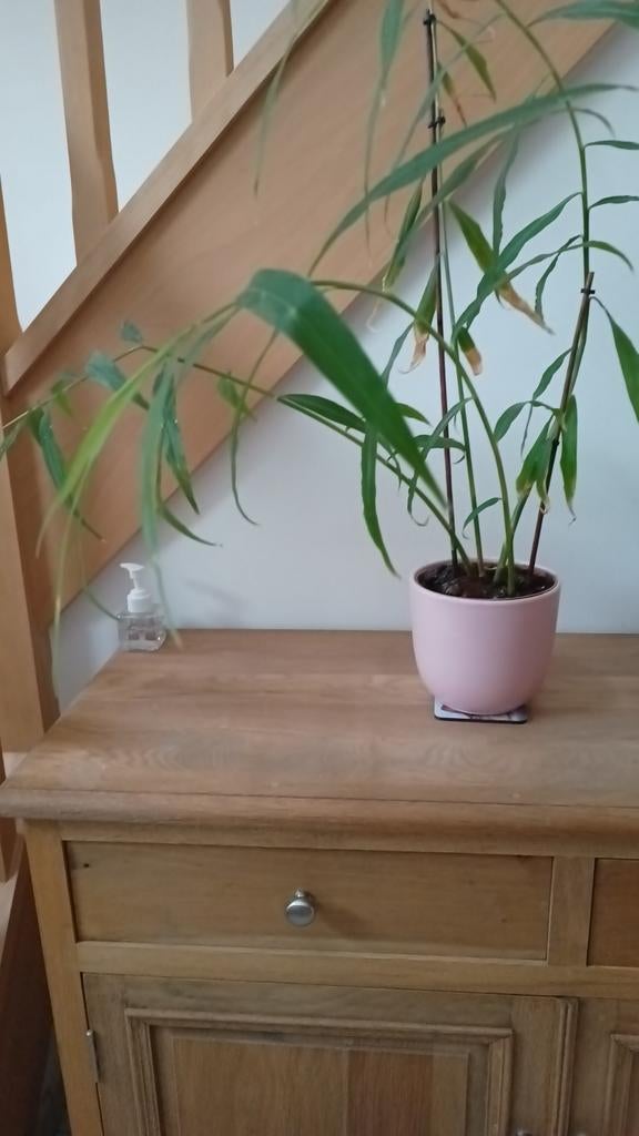 Gember - Gemberplant - Eet uw eigen verse gember, Huis en Inrichting, Kamerplanten, Ophalen of Verzenden