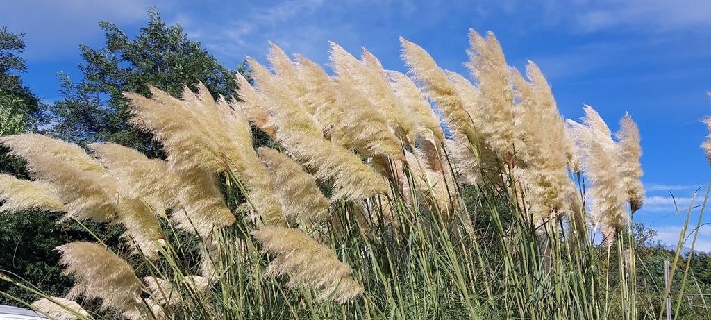 Pampas pluimen, Huis en Inrichting, Ophalen of Verzenden, Nieuw