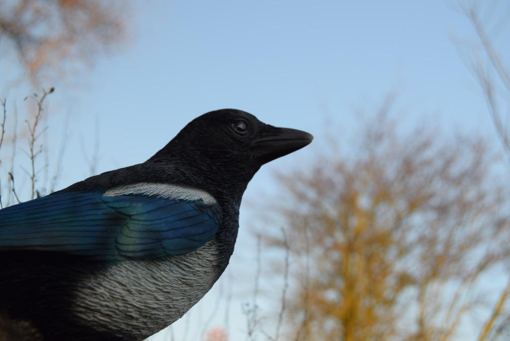 Ekster op tak in hoogwaardige polyhars, Ophalen of Verzenden, Nieuw