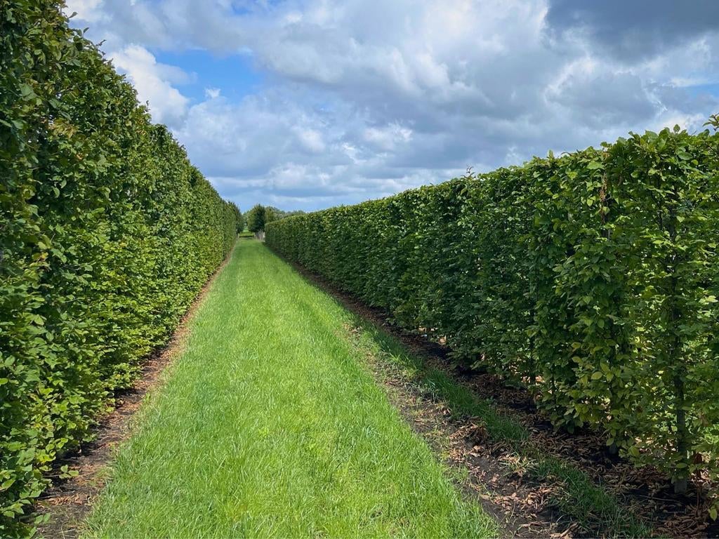 Hornbeam 2m : les plantes aujourd'hui, l'intimité demain, Enlèvement, Charme, Haie