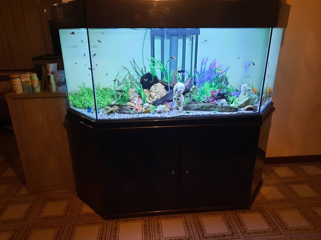Aquarium 800l met 60l filter in de kast, Animaux & Accessoires, Poissons | Aquariums & Accessoires, Enlèvement