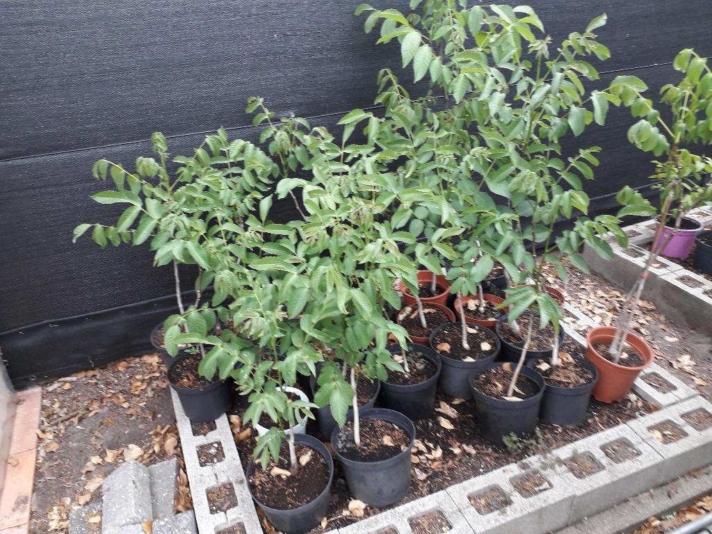 jonge okkernoot boompjes, Tuin en Terras, Halfschaduw, Overige soorten, Minder dan 100 cm, Zomer