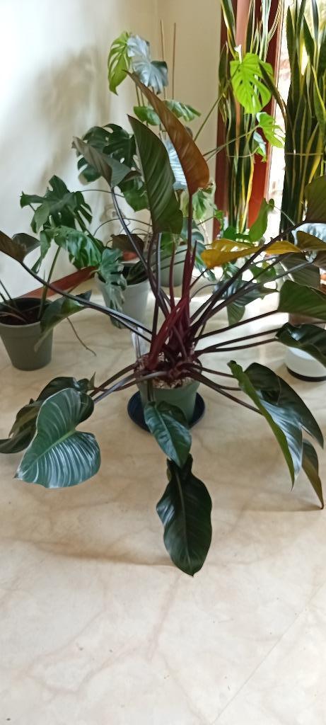 Magnifique Philodendron Imperial Red XXL, Ophalen, Overige soorten, Halfschaduw, In pot