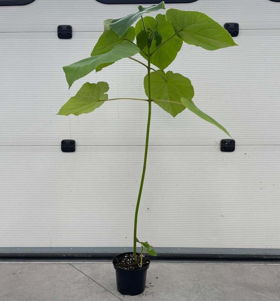Paulownia hybride niet invasief, Tuin en Terras, Ophalen of Verzenden, Overige soorten